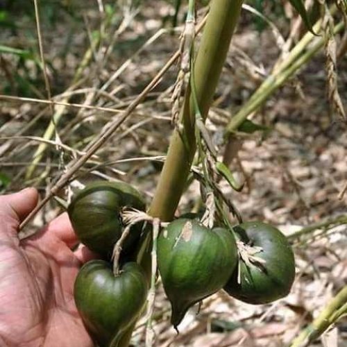 Bamboo fruit
