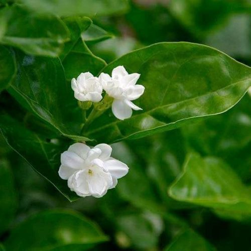 Beli flower or Jasminum sambac
