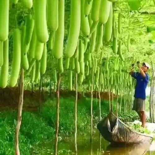 Bottle Gourd | Calabash | Lagenaria siceraria