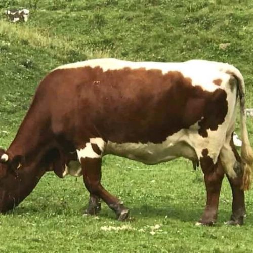 Cattle fattening method