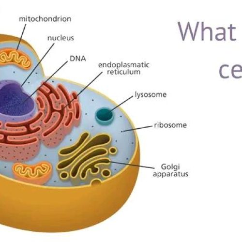 Cell nucleus