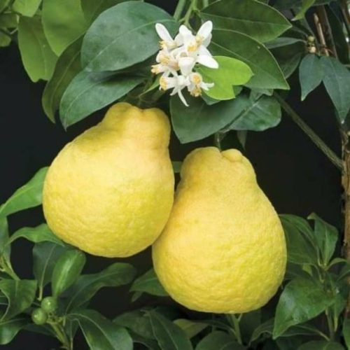 Citrus Maxima