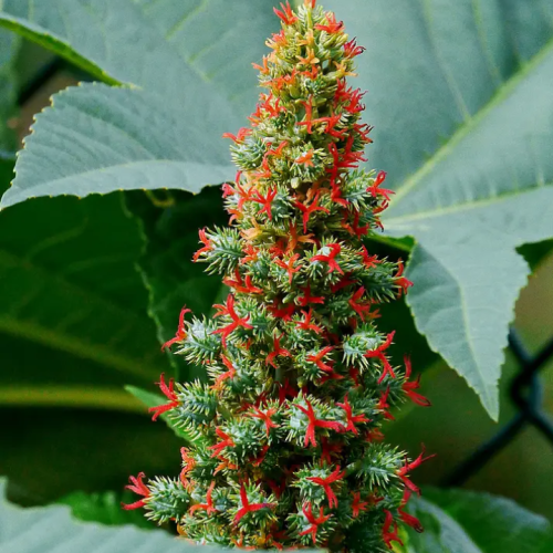Close look of the Ricinus communis Plant