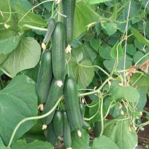 Cucumber cultivation.