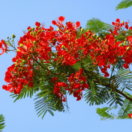 Delonix regia, Gulmohar flower, Royal Poinciana, Peacock Flower, Flamboyant