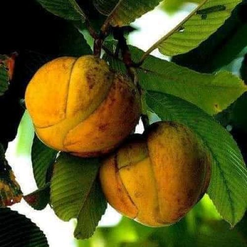 Elephant apple