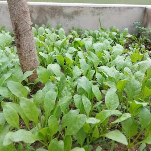 Spinach