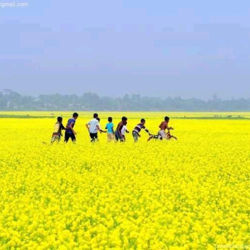 Mustard