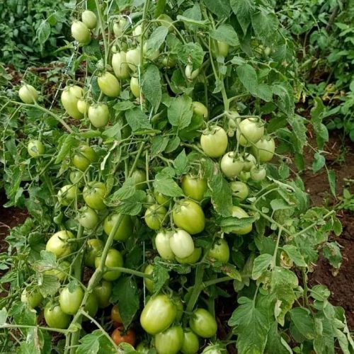 Tomato benefits