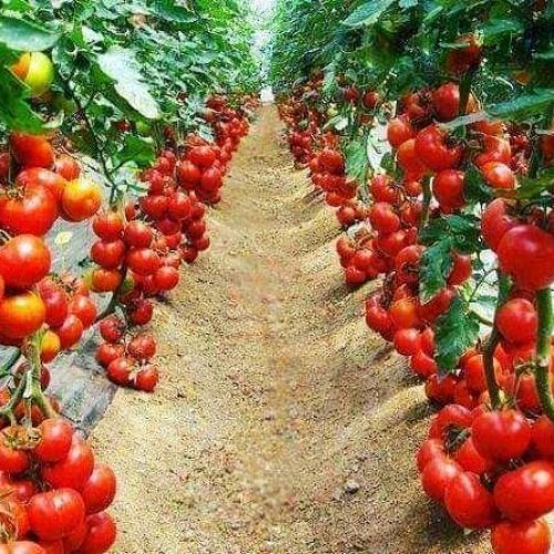  How to Plant, Grow and Care for Tomatoes