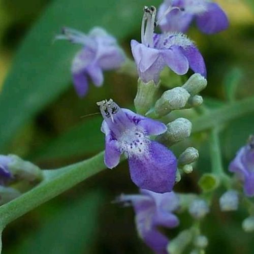 Importance of nishinda flower