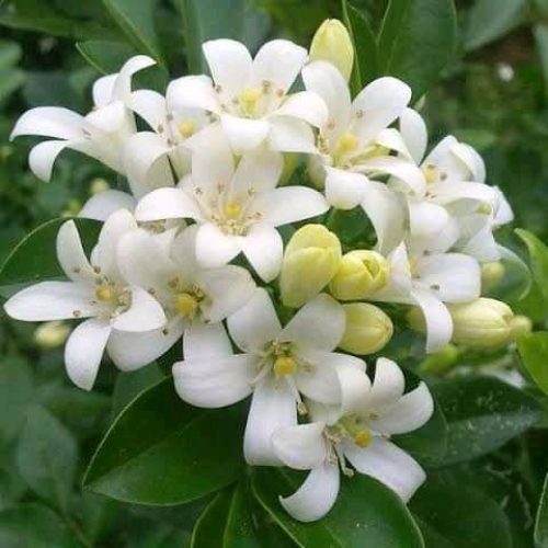 Kamini flower cultivation in a tub