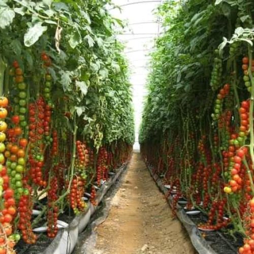Tomato