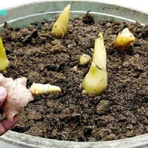 Growing The Best Ginger In Pots.