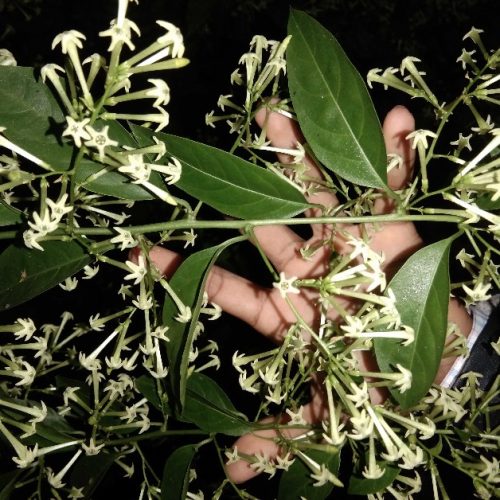 Hasna Hena Flower