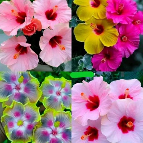 Hibiscus rosa-sinensis