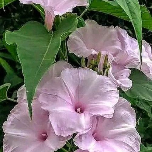 Ipomoea carnea