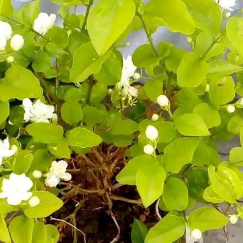 Jasmine flower