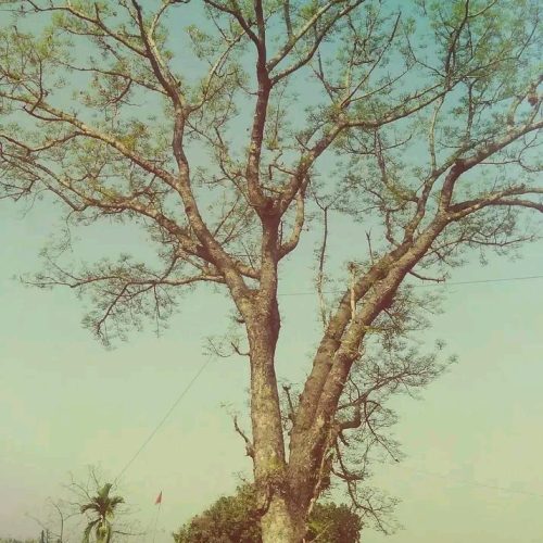 Mahogany tree  Swietenia mahagoni