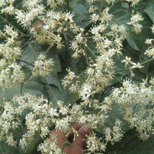 Micromelum integerrimum