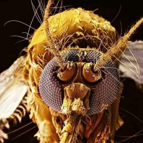 mosquito