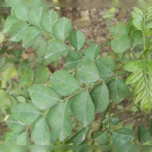 Murraya Koenigii