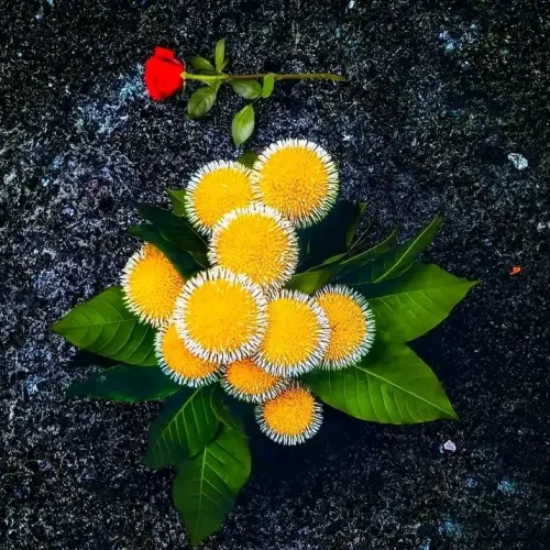 Neolamarckia cadamba