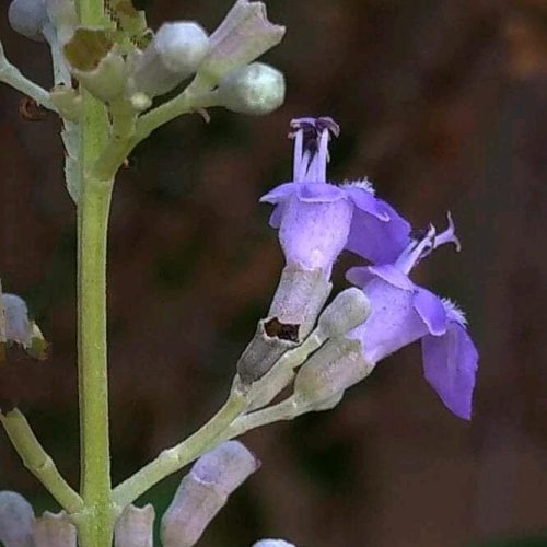 Nishinda flower
