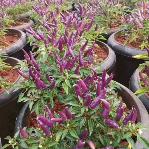 Peppers cultivation in pot