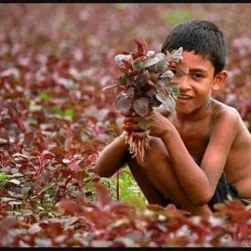 Red Spinach