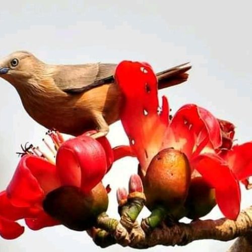 Simul flower on the spring season