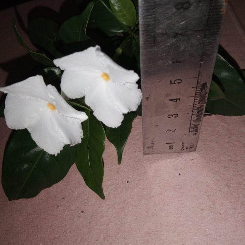 Tabernaemontana divaricata 'Pinwheel flower'