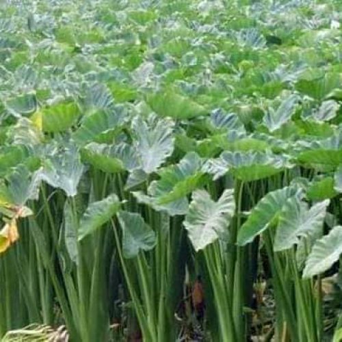 Taro Plant