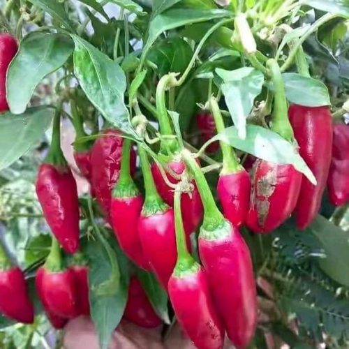 The Importance of pepper.