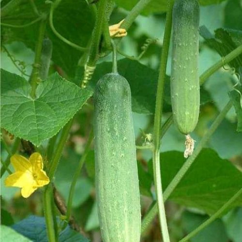 Types of Cucumber