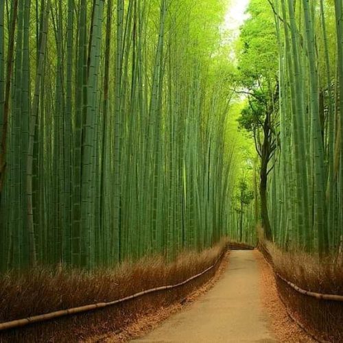 Bamboo