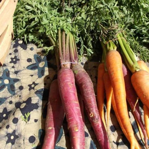 Carrots is a red color vegetable, what used in salad or curry. Most of the people like to eat. Carrots look red. Have sugar, tasted sweet to eat.