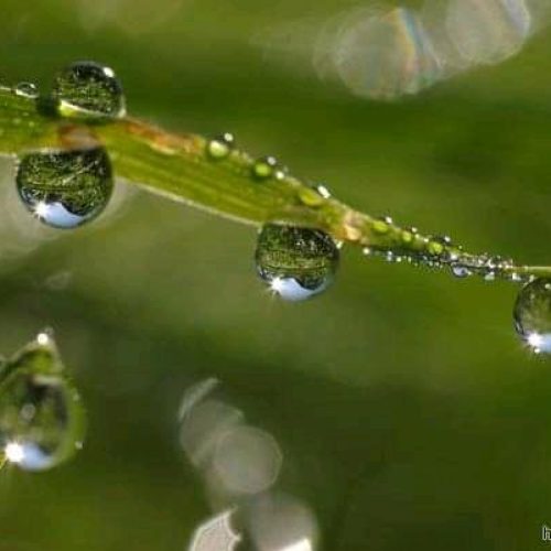 Dew drops photo