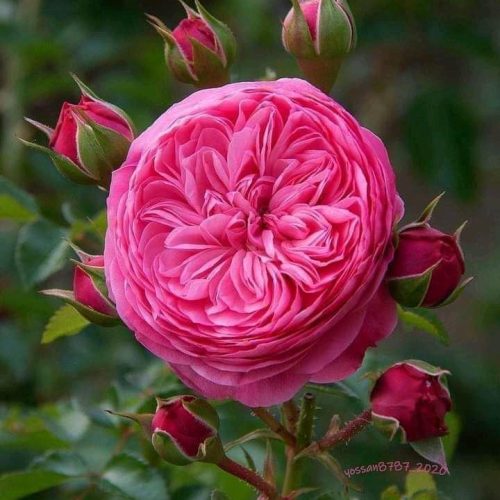 juliet rose flower