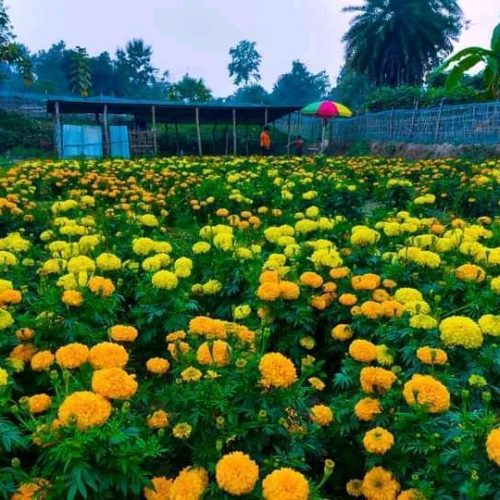 marigold flower 