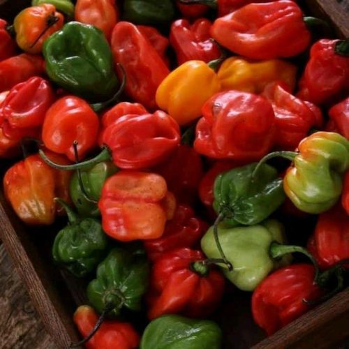 Pepper