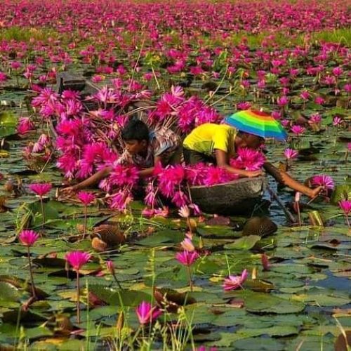 Children collecting water lily from a flood area.